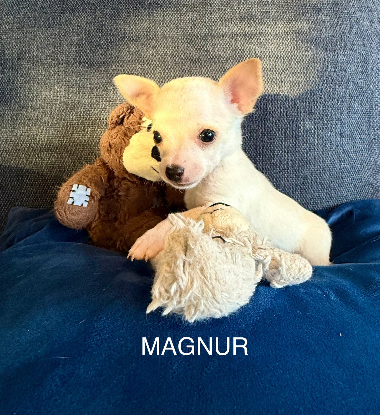 MAGNUR Short-Hair/Deer-Head (White Male)