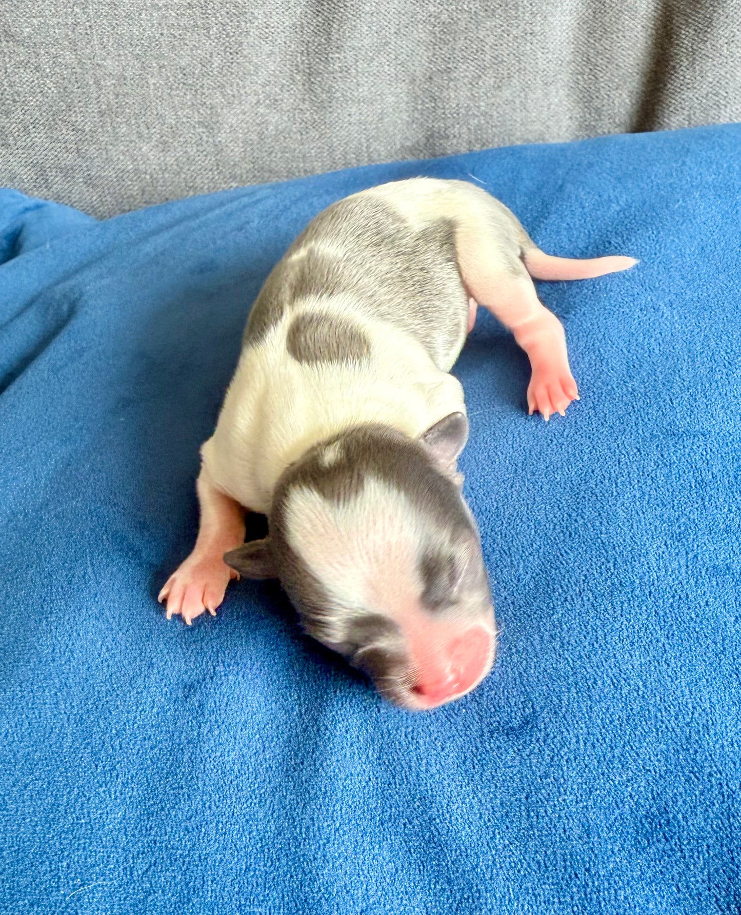 LOVERBOY (Grey & White Male Chihuahua)