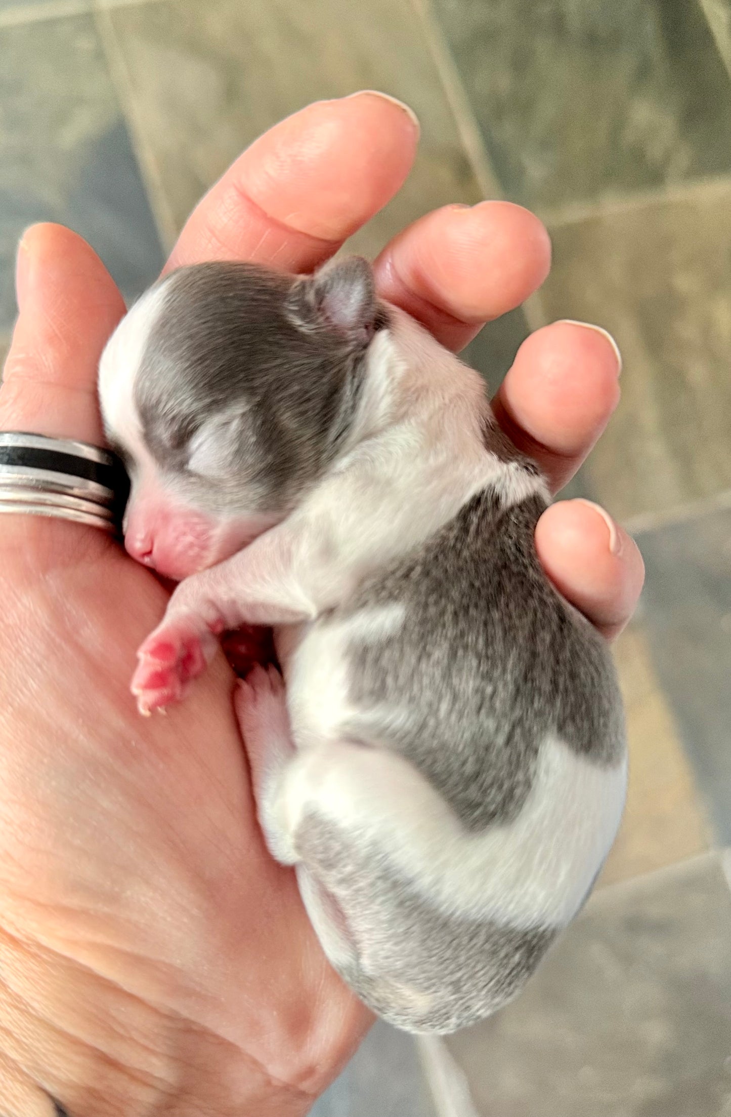 LOVERBOY (Grey & White Male Chihuahua)