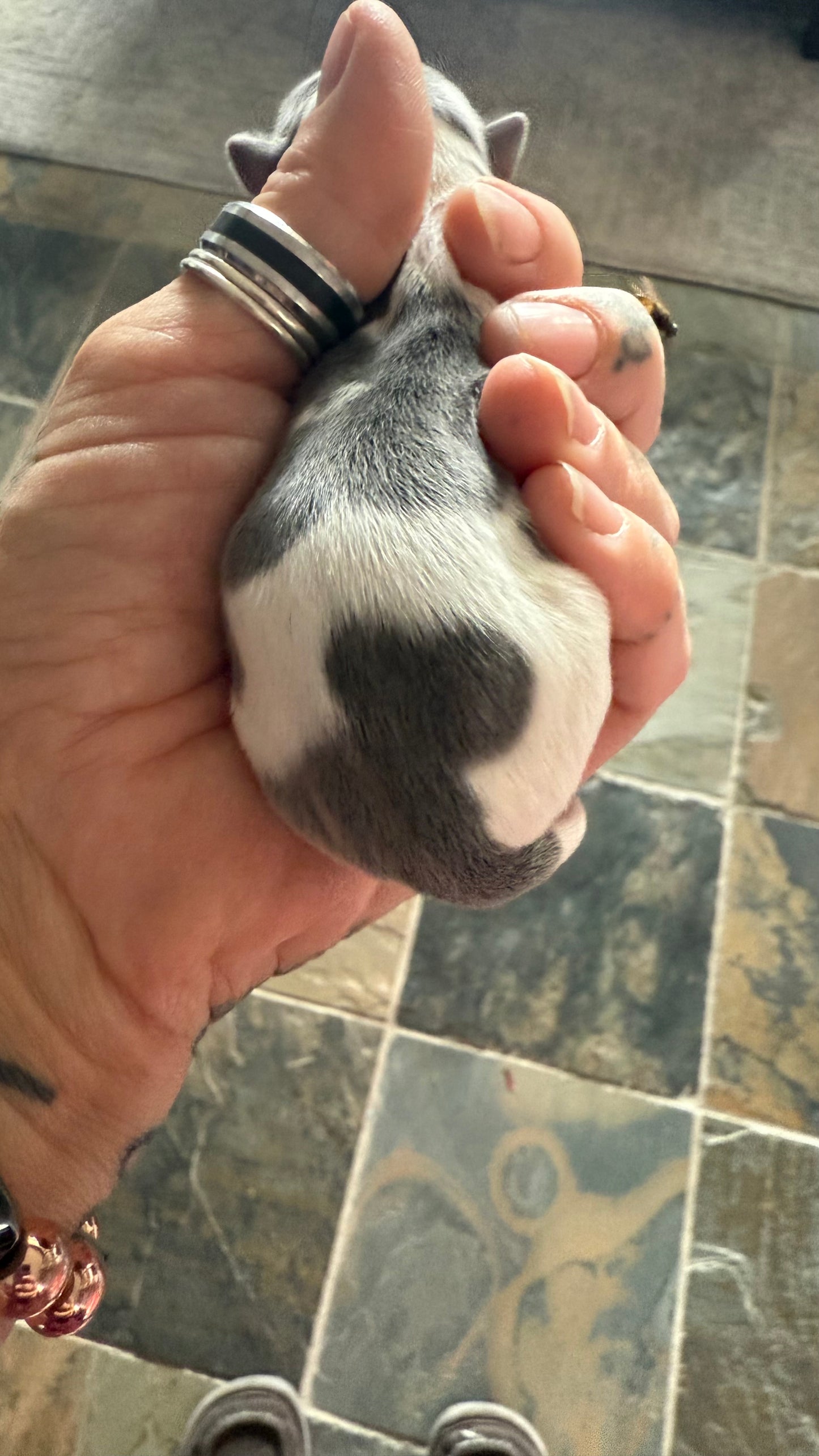 LOVERBOY (Grey & White Male Chihuahua)