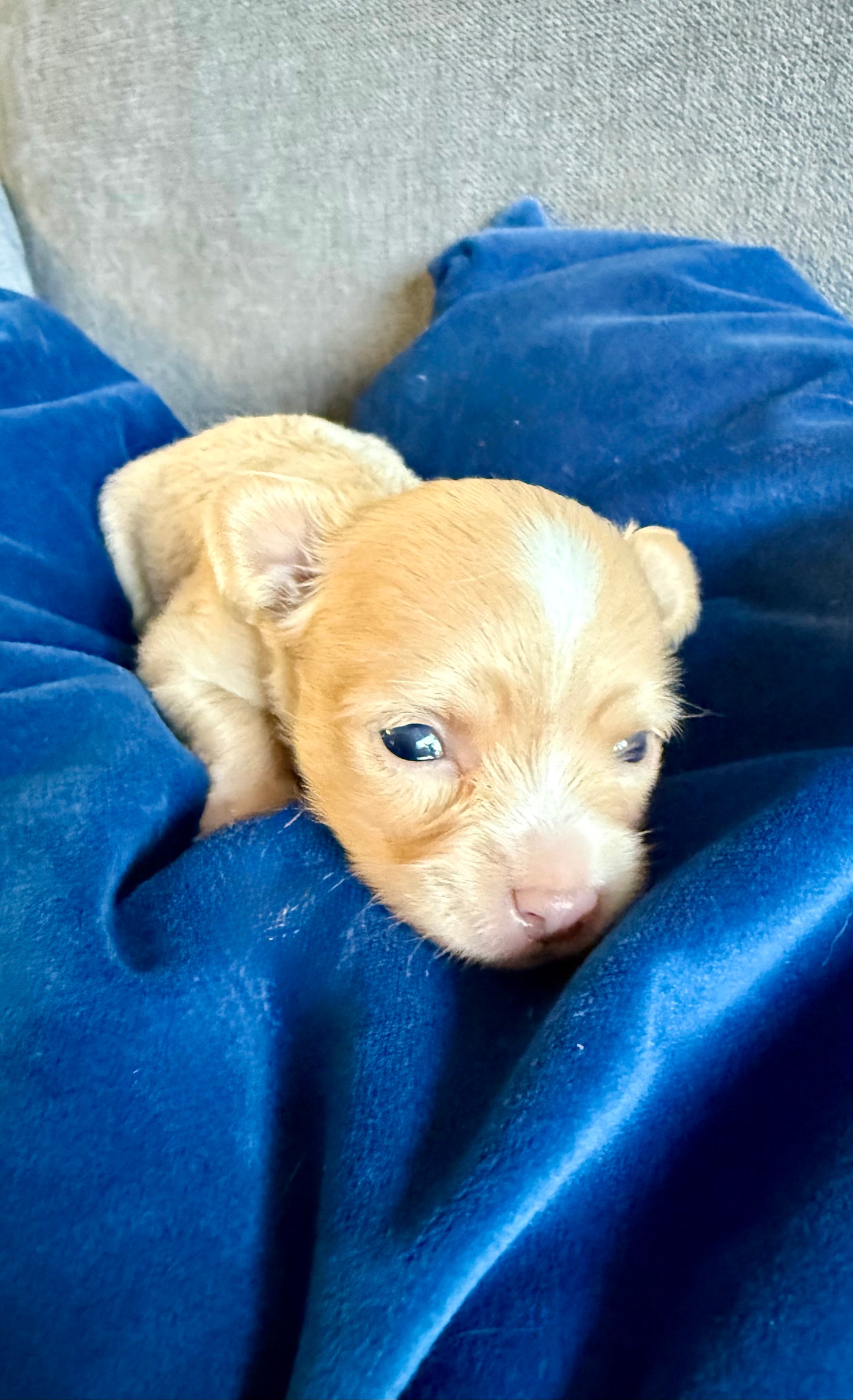 BLONDIE (Fawn Female Chihuahua)