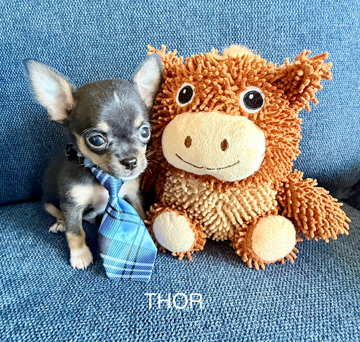 THOR (AKA KAI) Short-Hair/Apple-Head (Tri-Coloured Male) BALANCE