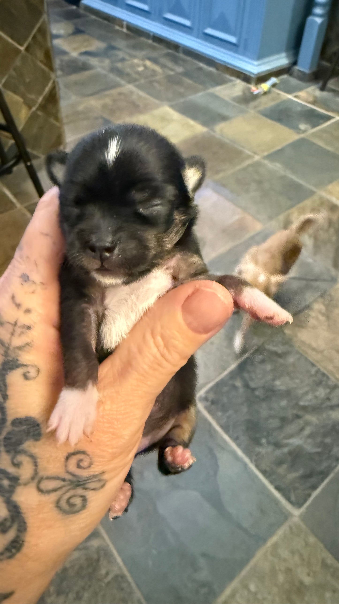 THOR Short-Hair/Apple-Head (Tri-Coloured Male)