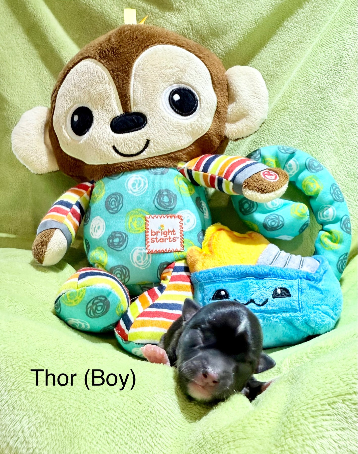 THOR Short-Hair/Apple-Head (Tri-Coloured Male)