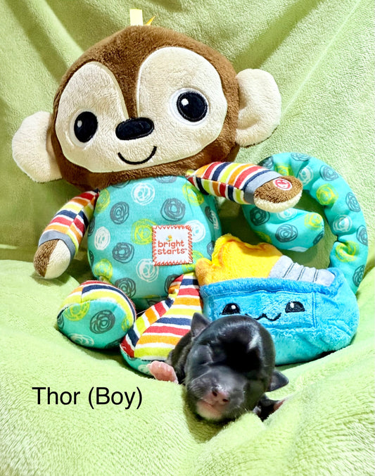 THOR (Tri-Coloured Male)