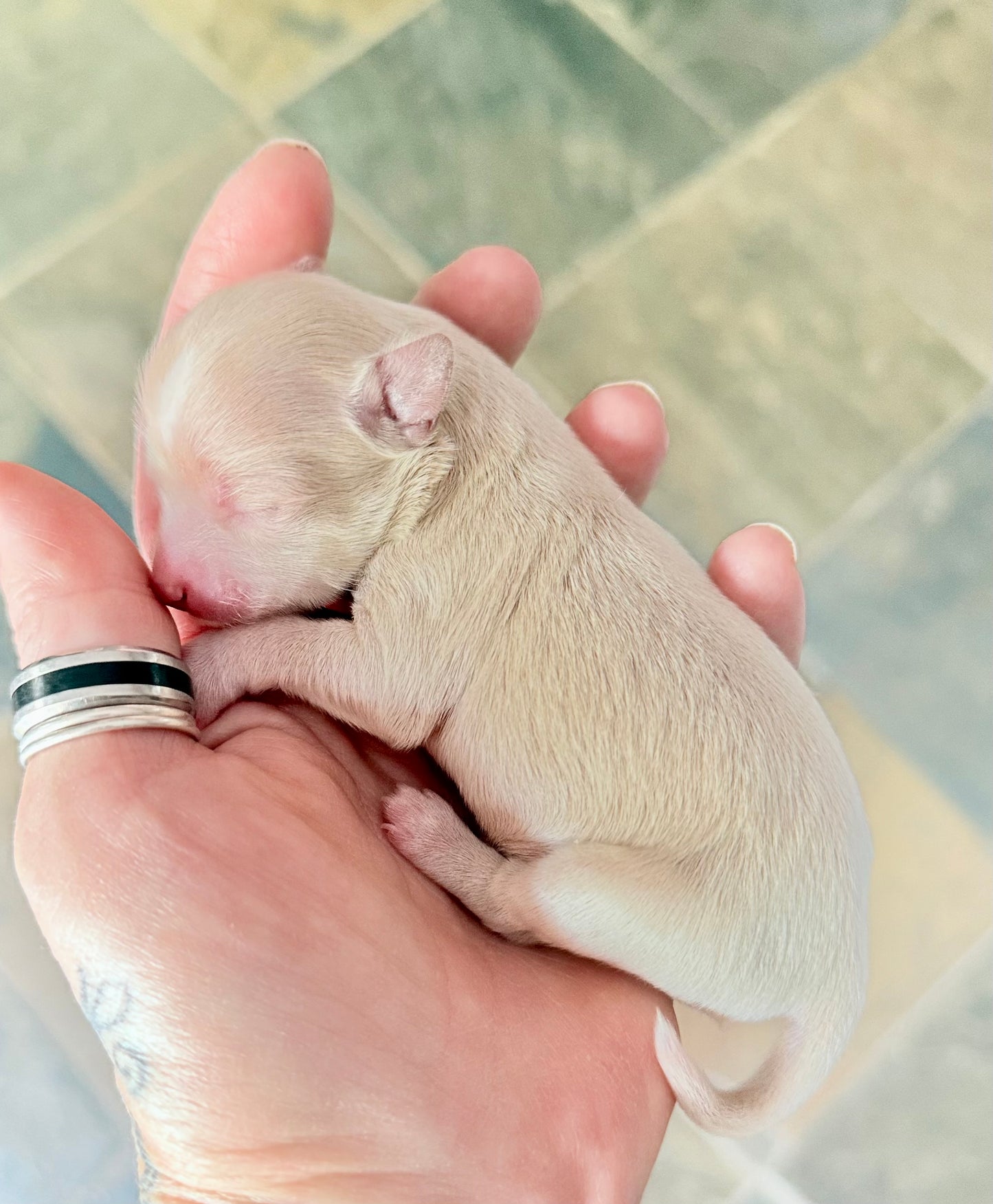 BLONDIE (Fawn Female Chihuahua)