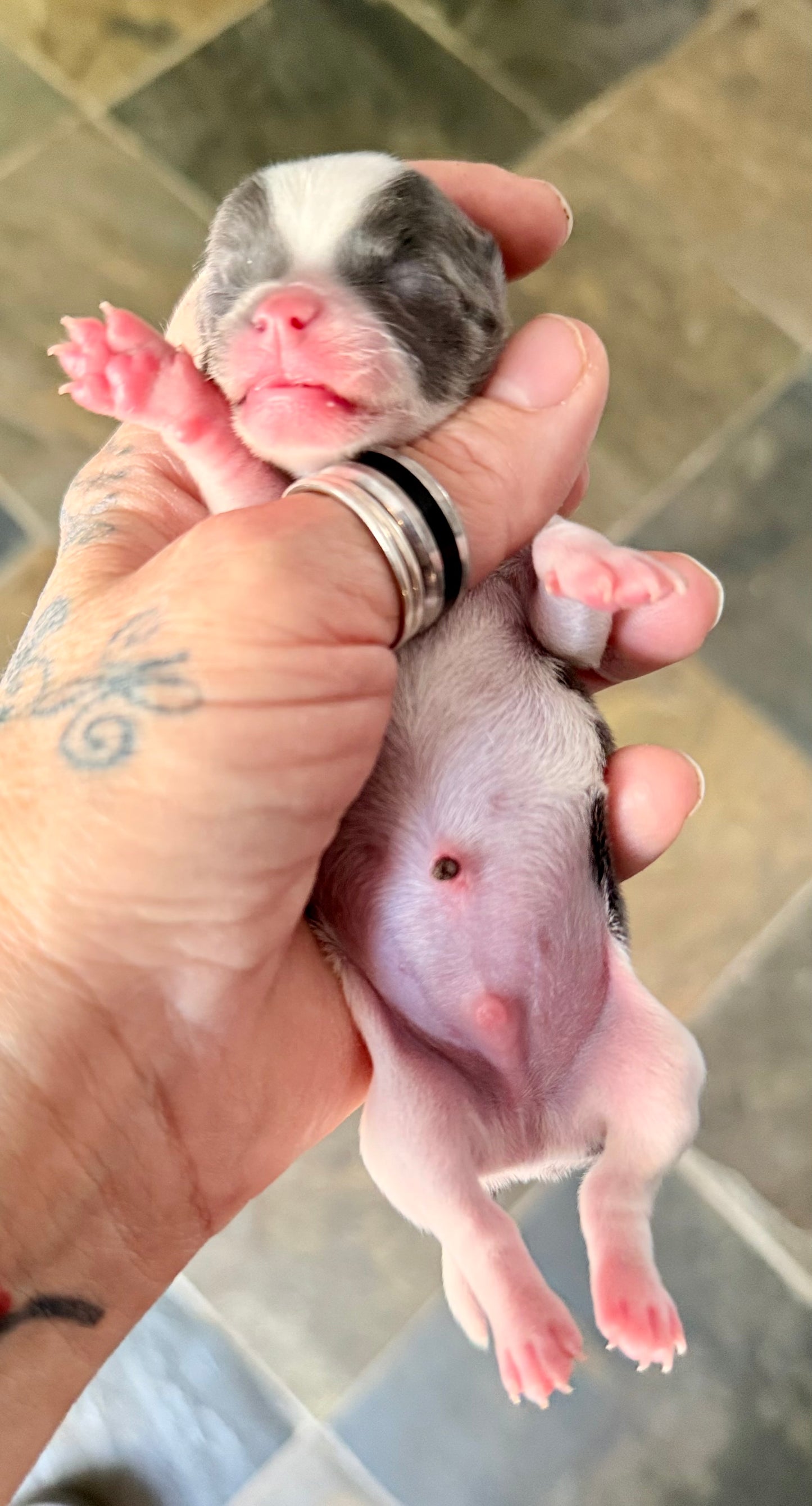 LOVERBOY (Grey & White Male Chihuahua)