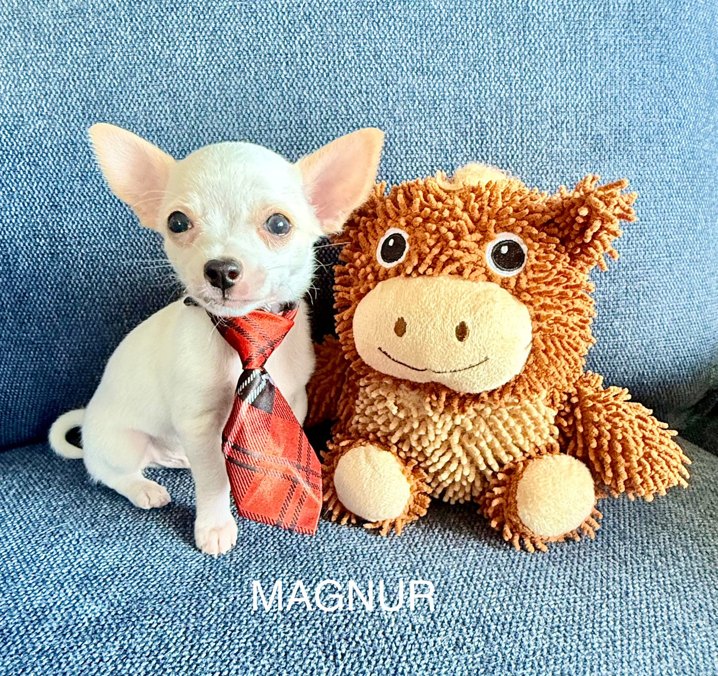 MAGNUR Short-Hair/Deer-Head (White Male) BALANCE