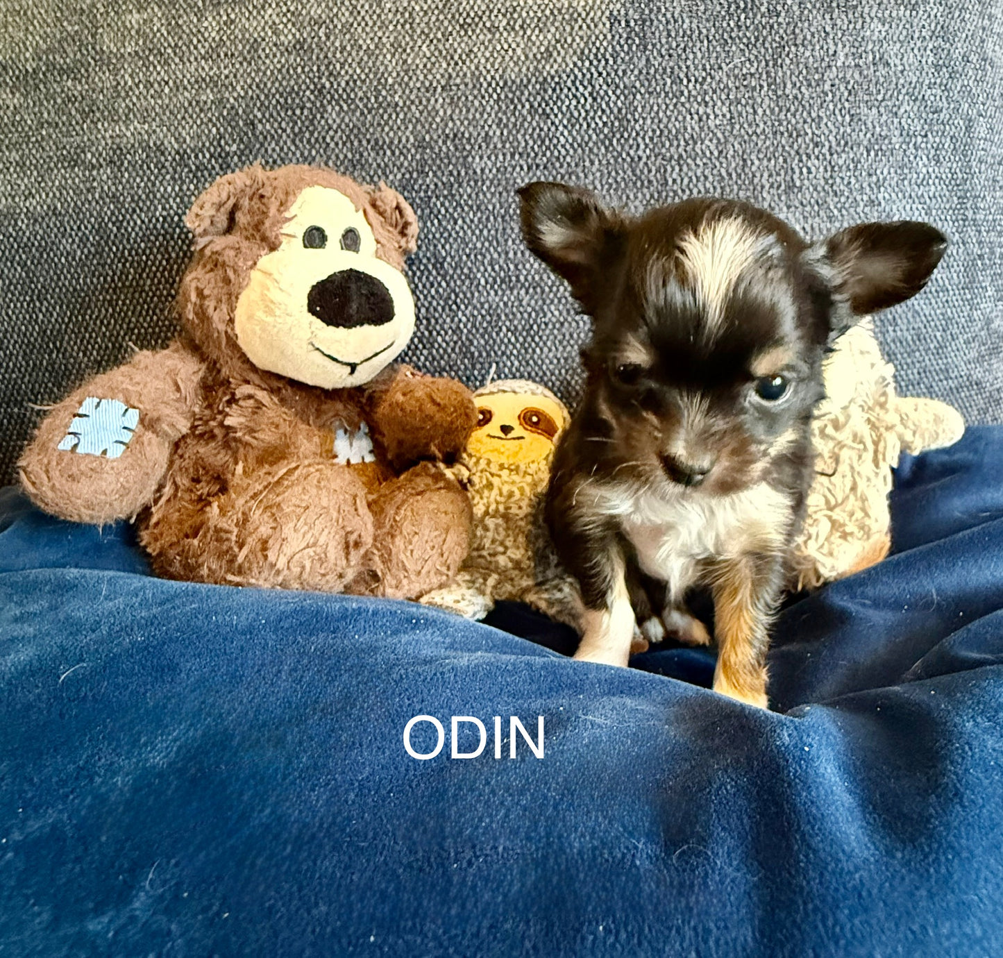 Odin Long-Hair/Apple-Head (Tri-Coloured Male) DEPOSIT