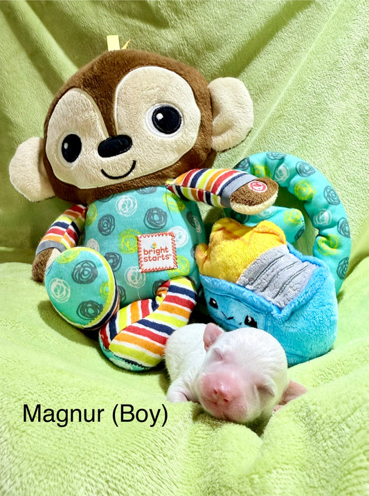 MAGNUR (White Male)