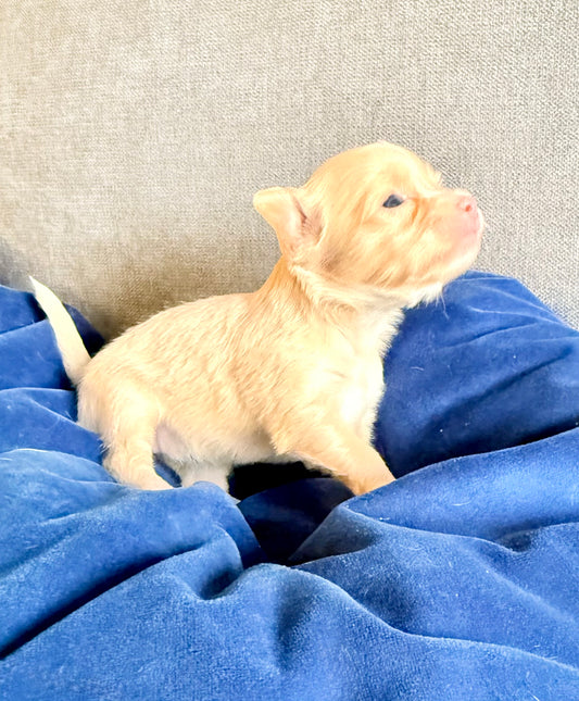 BLONDIE (Fawn Female Chihuahua)