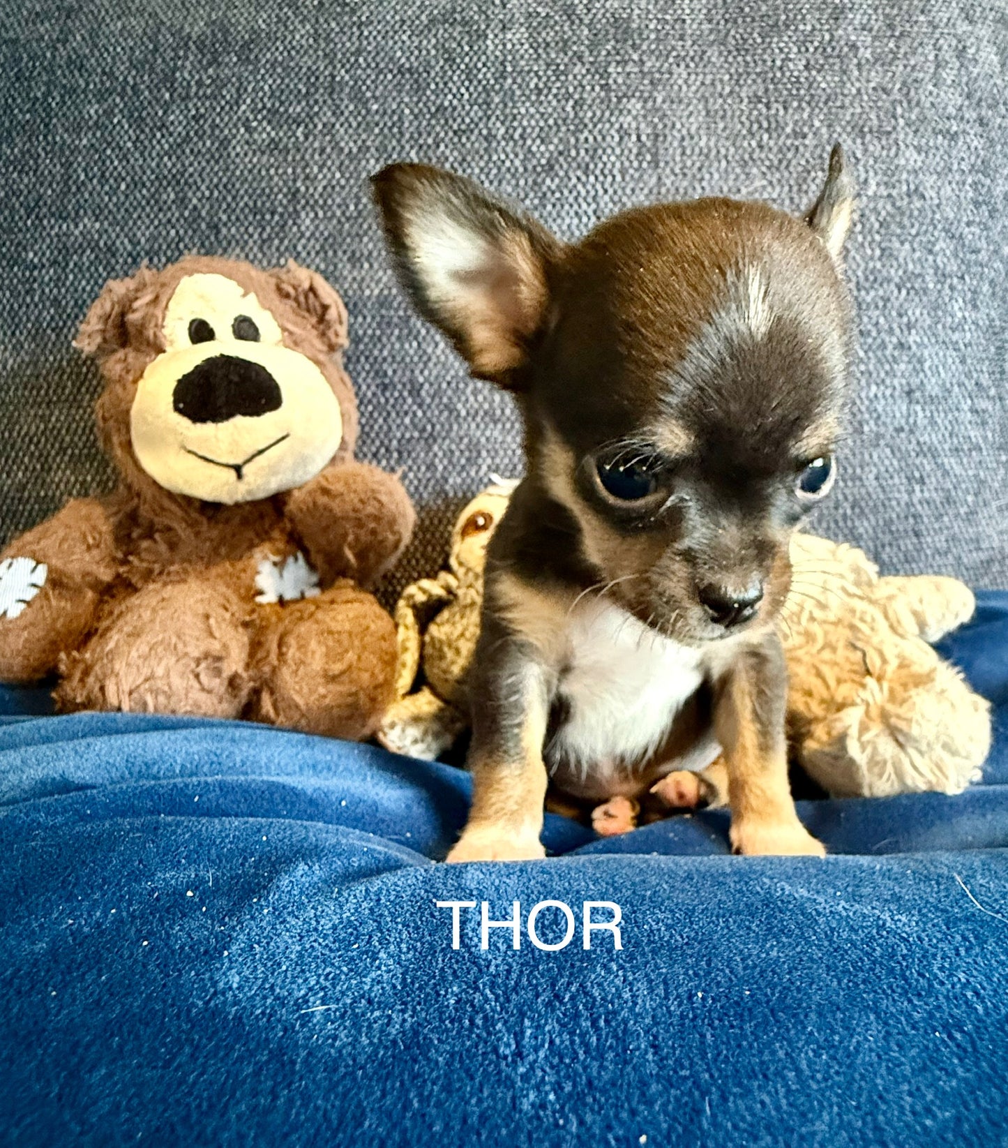 THOR Short-Hair/Apple-Head (Tri-Coloured Male)