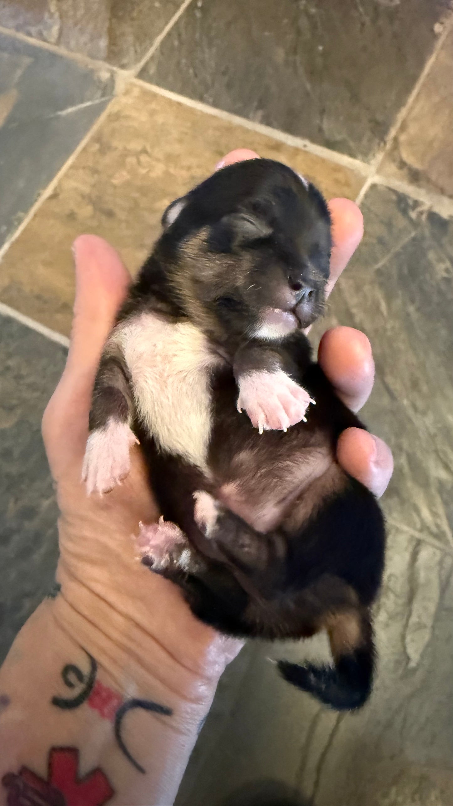THOR Short-Hair/Apple-Head (Tri-Coloured Male)