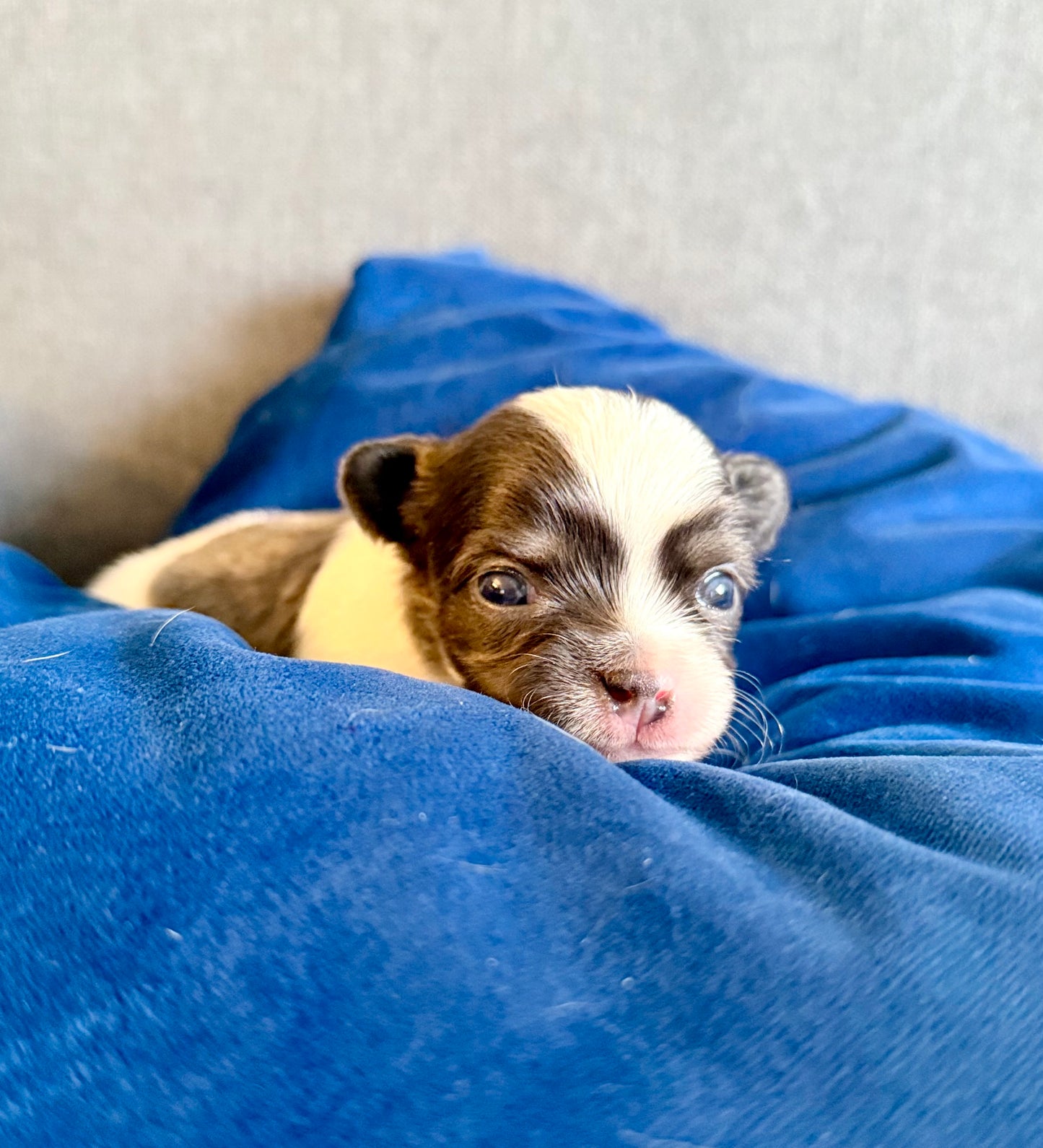 LOVERBOY (Grey & White Male Chihuahua)