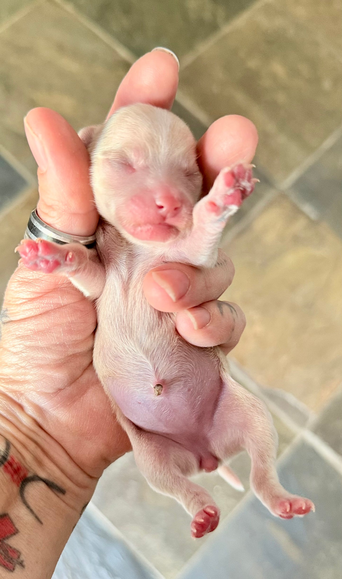 BLONDIE (Fawn Female Chihuahua)