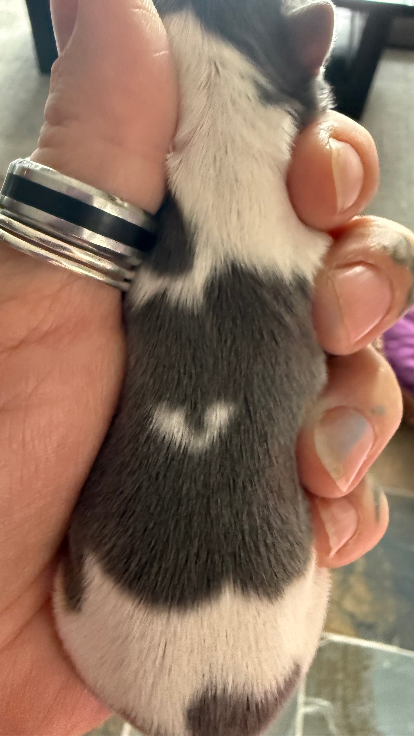 LOVERBOY (Grey & White Male Chihuahua)