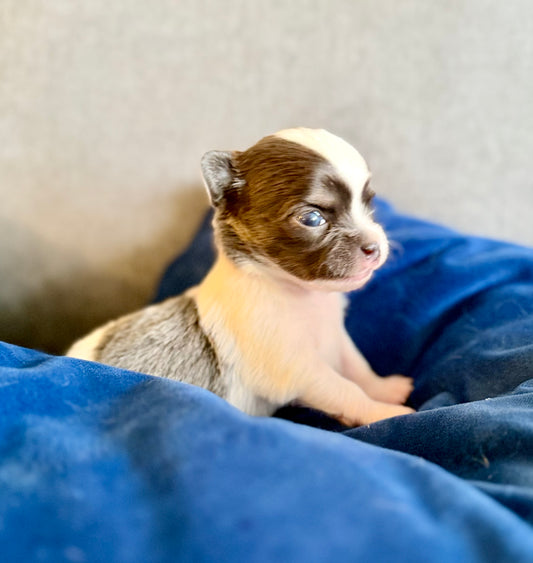 LOVERBOY (Grey & White Male Chihuahua)