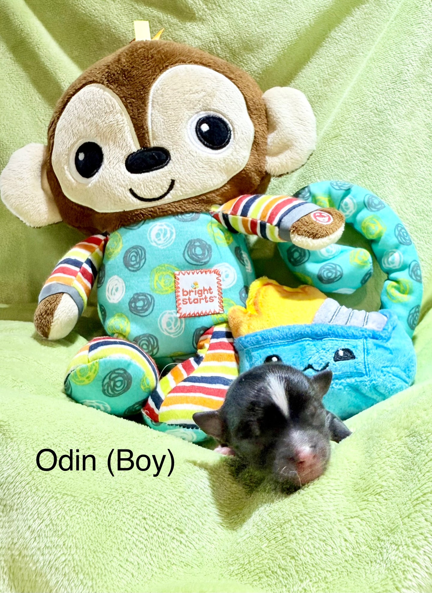 Odin Long-Hair/Apple-Head (Tri-Coloured Male) DEPOSIT