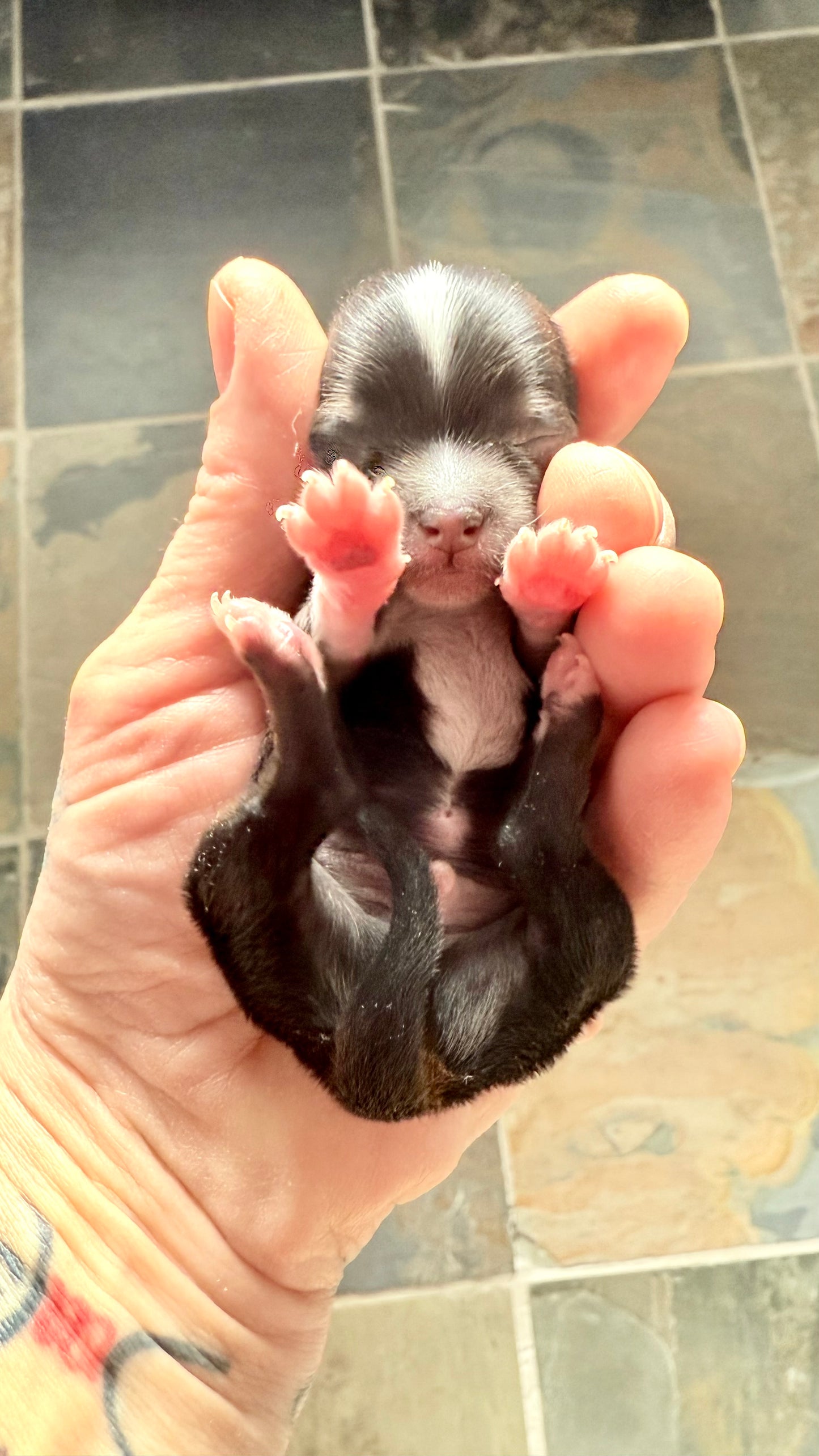 Odin Long-Hair/Apple-Head (Tri-Coloured Male) DEPOSIT