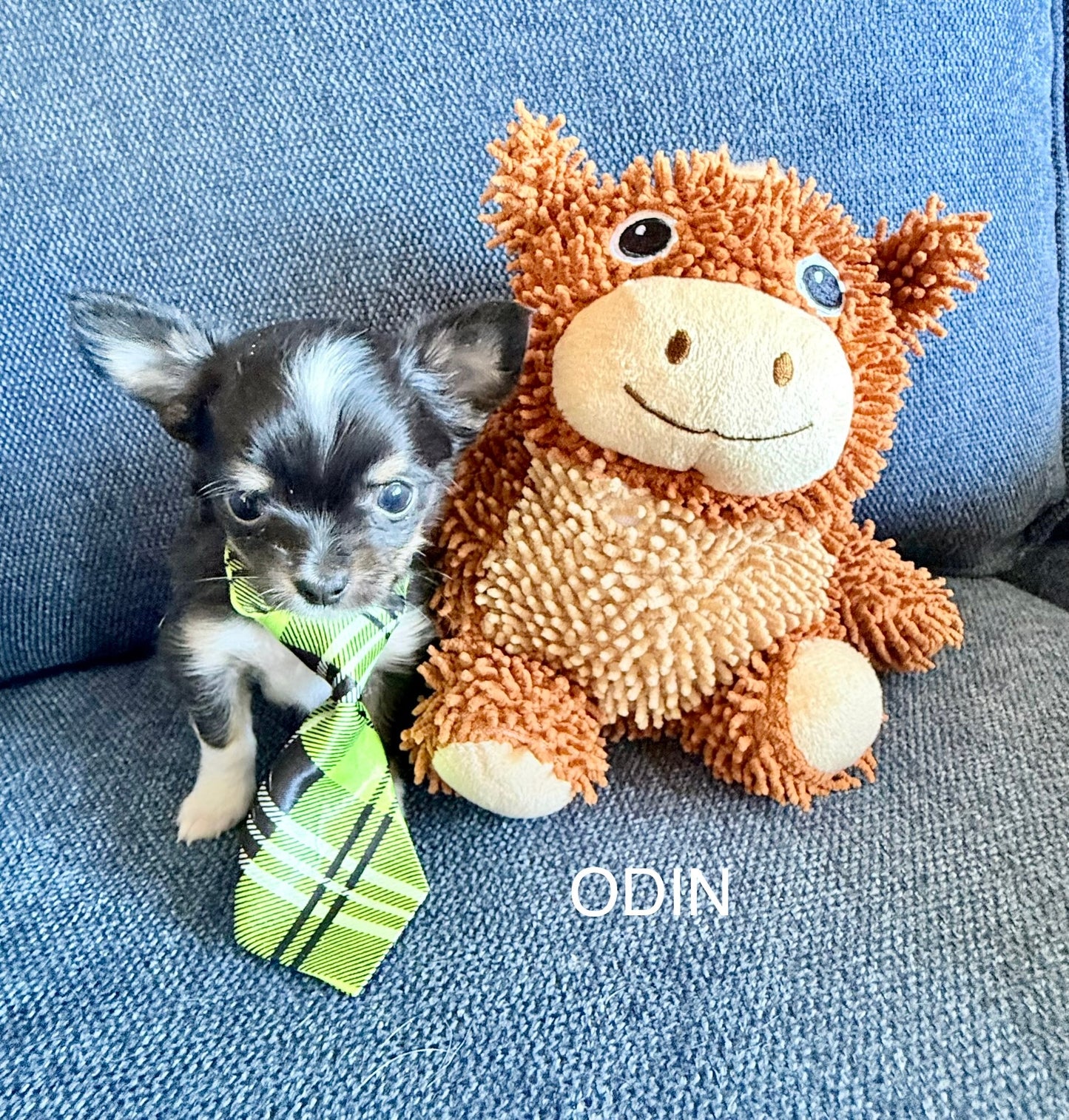 Odin Long-Hair/Apple-Head (Tri-Coloured Male) DEPOSIT