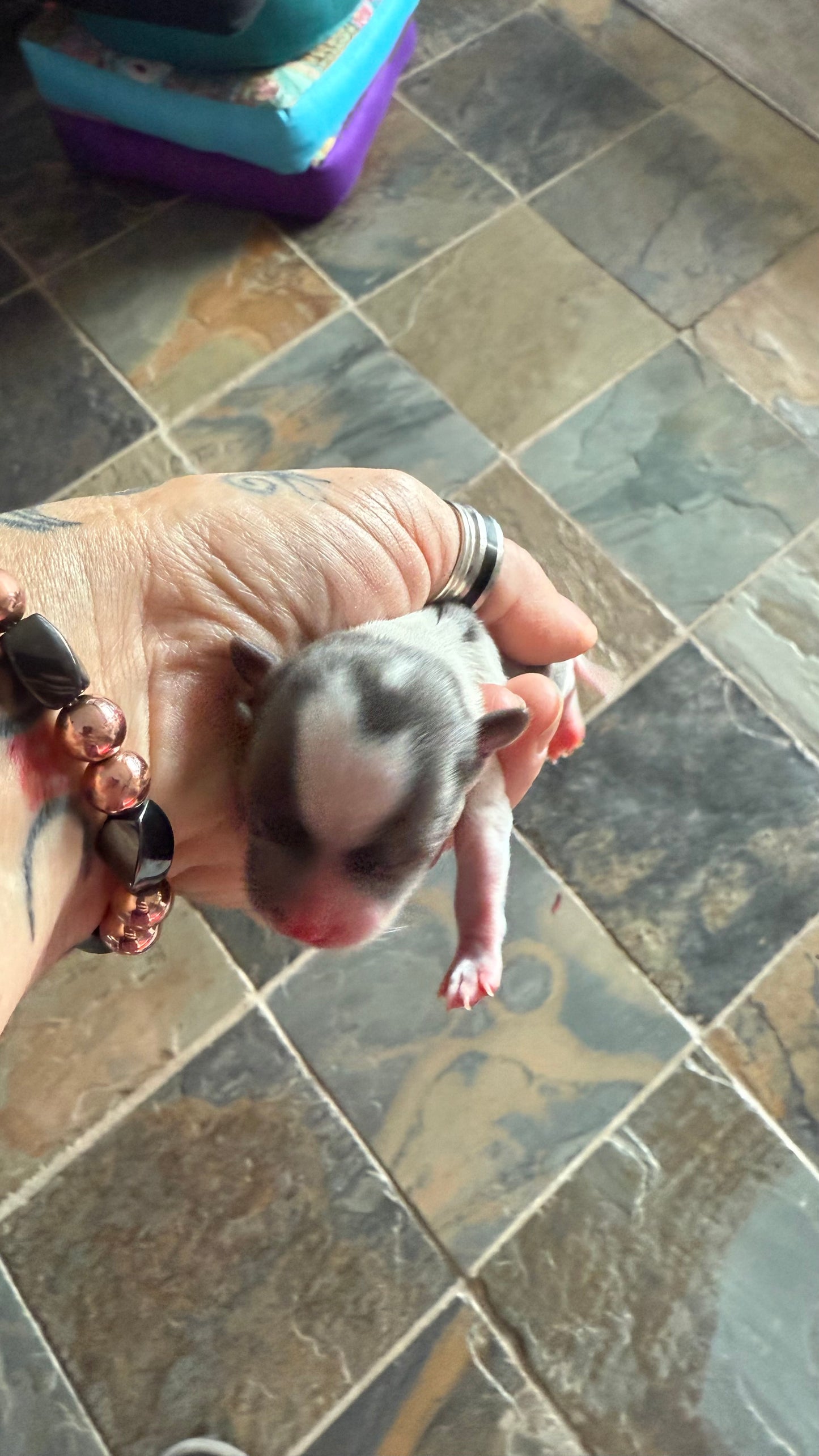 LOVERBOY (Grey & White Male Chihuahua)