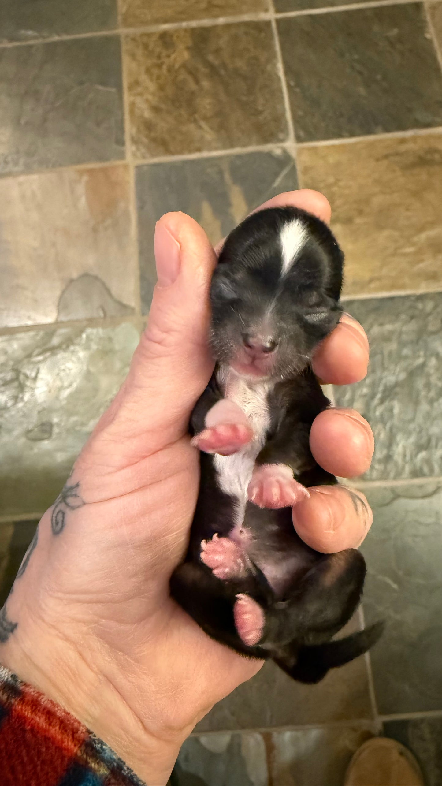 Odin Long-Hair/Apple-Head (Tri-Coloured Male) DEPOSIT