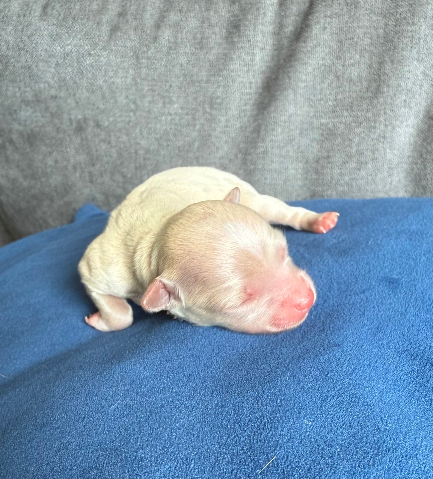 BLONDIE (Fawn Female Chihuahua)