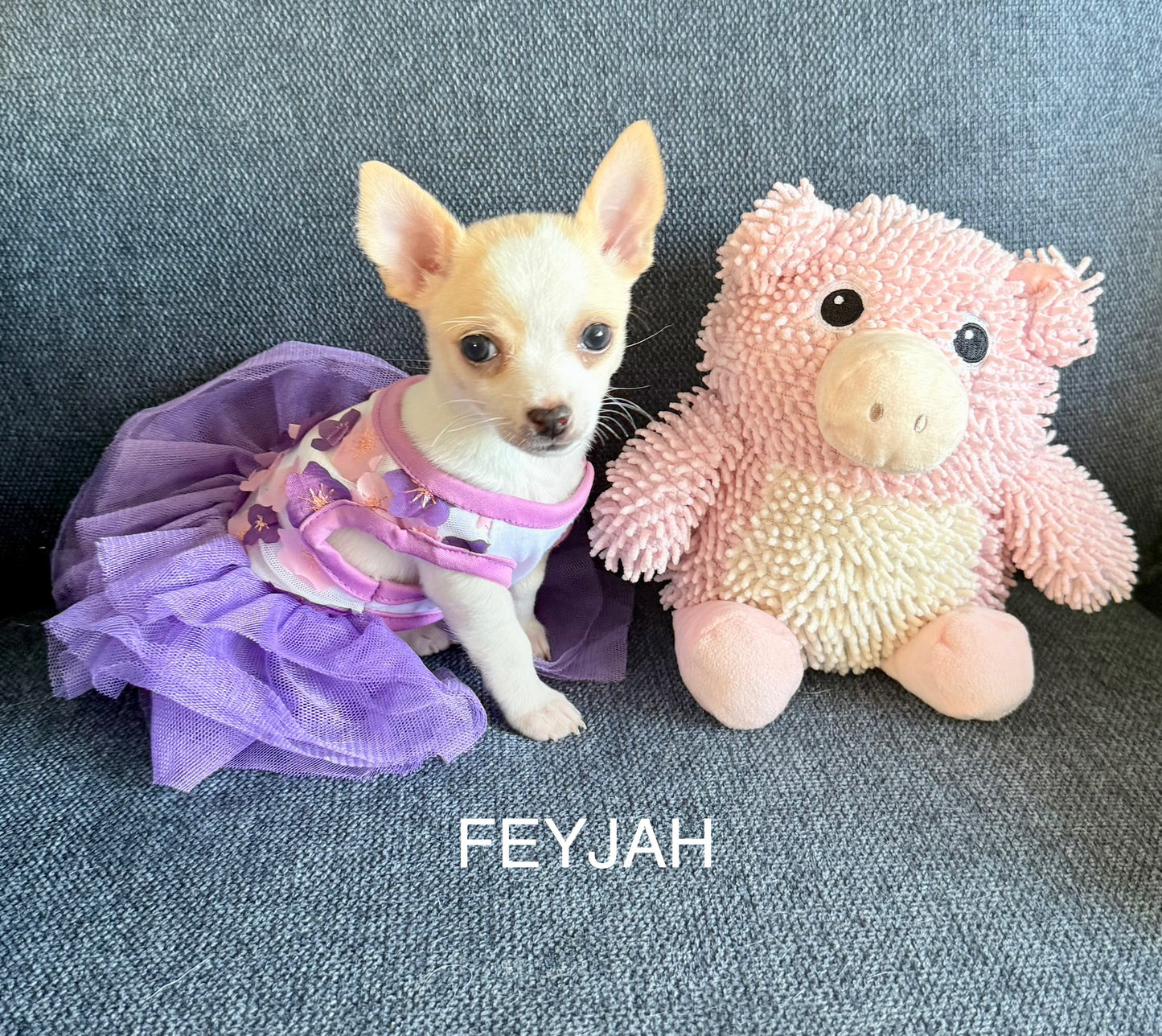 FREYJAH Short-Hair/Deer-Head (White with Cream Female) DEPOSIT