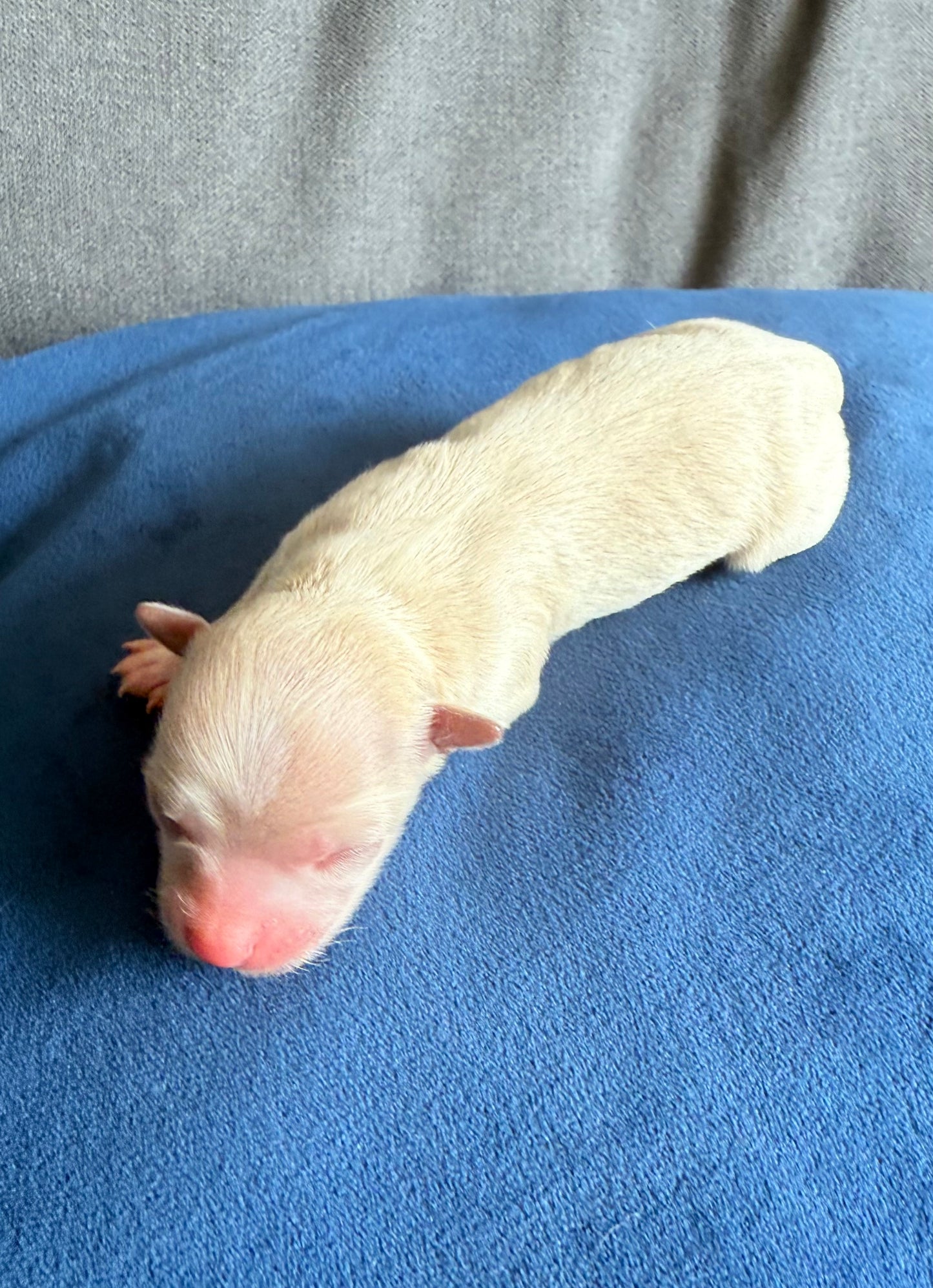 BLONDIE (Fawn Female Chihuahua)
