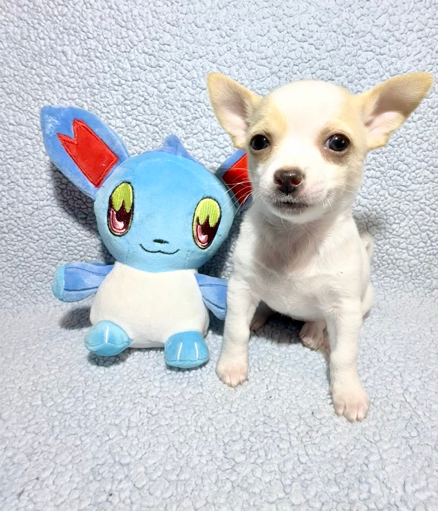 FREYJAH Short-Hair/Deer-Head (White with Cream Female) DEPOSIT