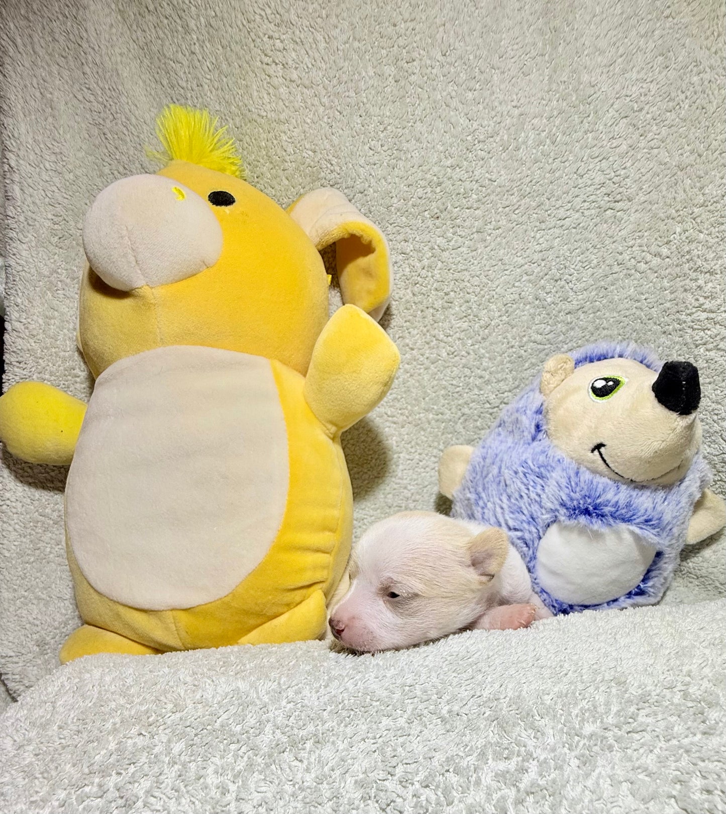 FREYJAH Short-Hair/Deer-Head (White with Cream Female) DEPOSIT