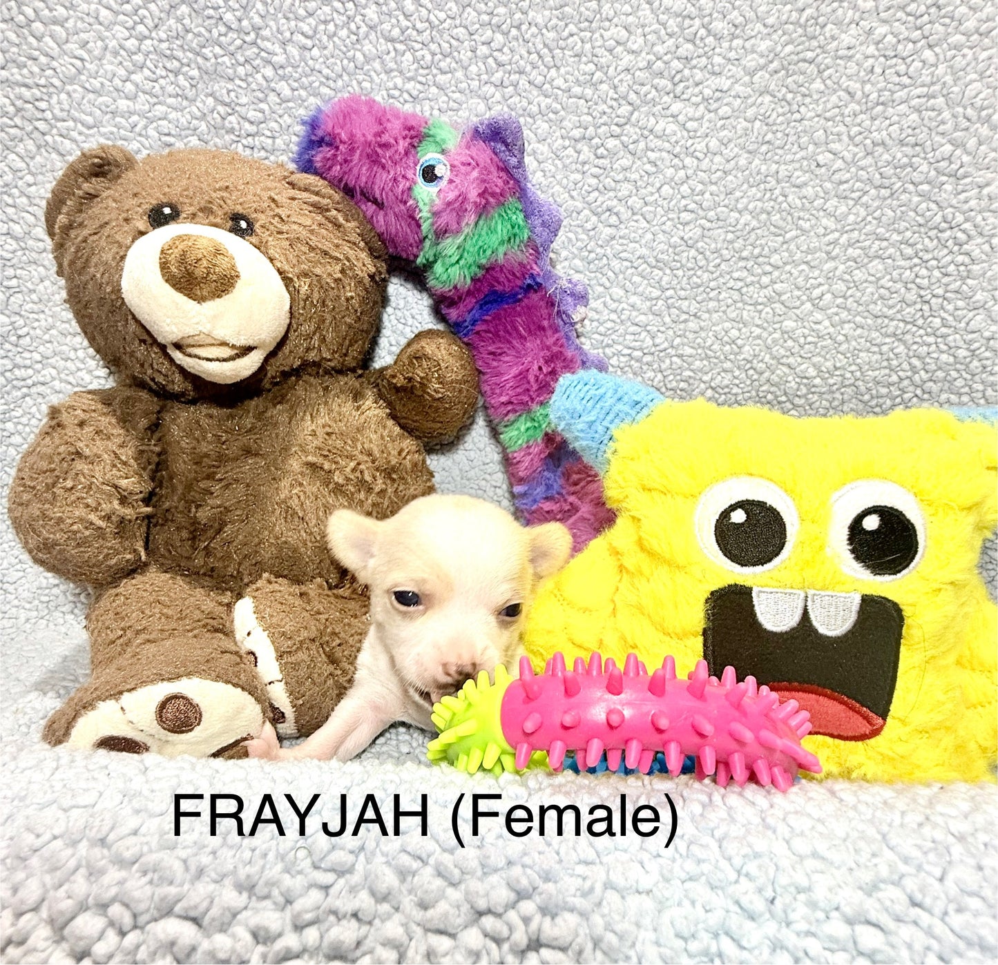 FREYJAH Short-Hair/Deer-Head (White with Cream Female) DEPOSIT