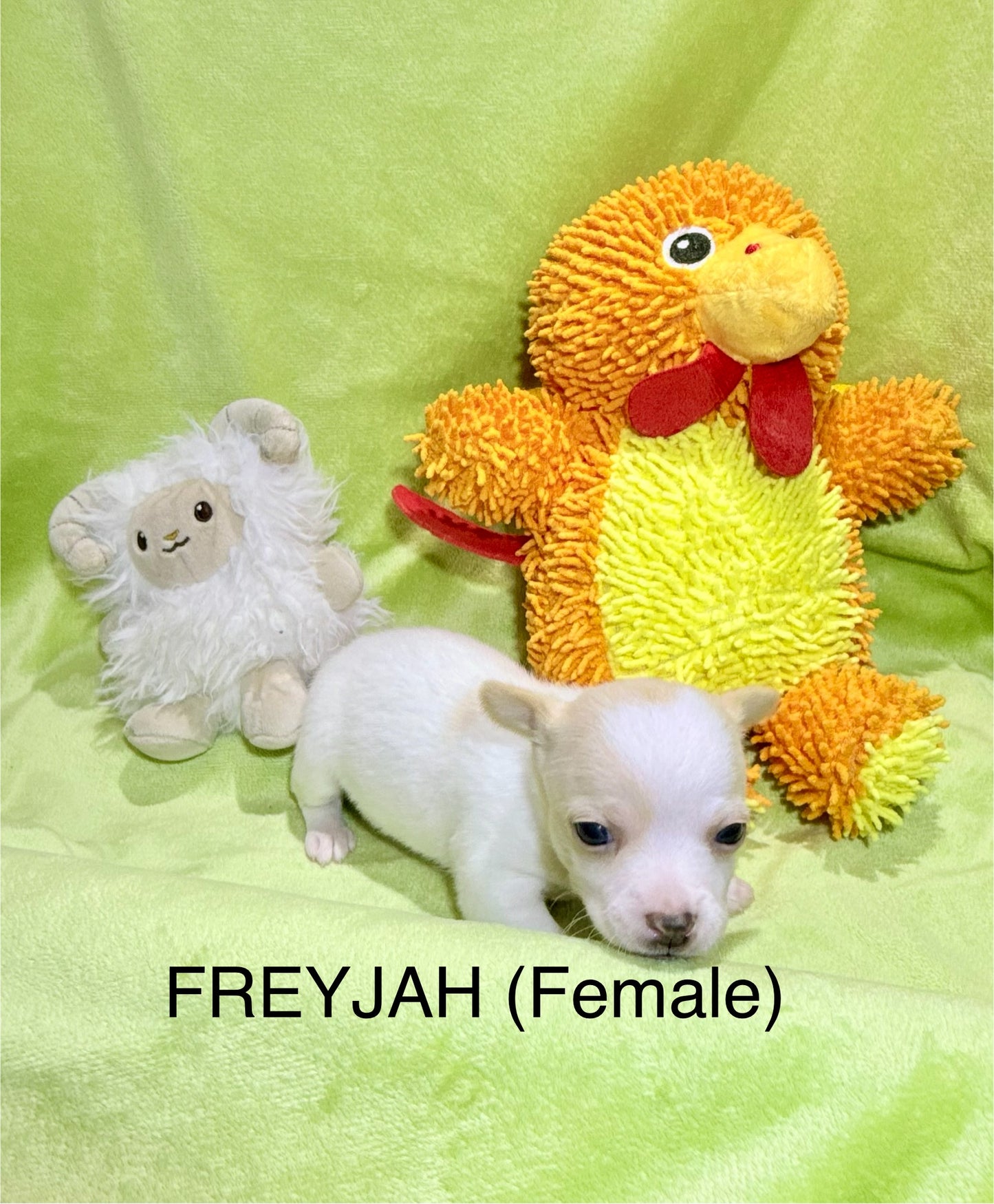 FREYJAH Short-Hair/Deer-Head (White with Cream Female) DEPOSIT