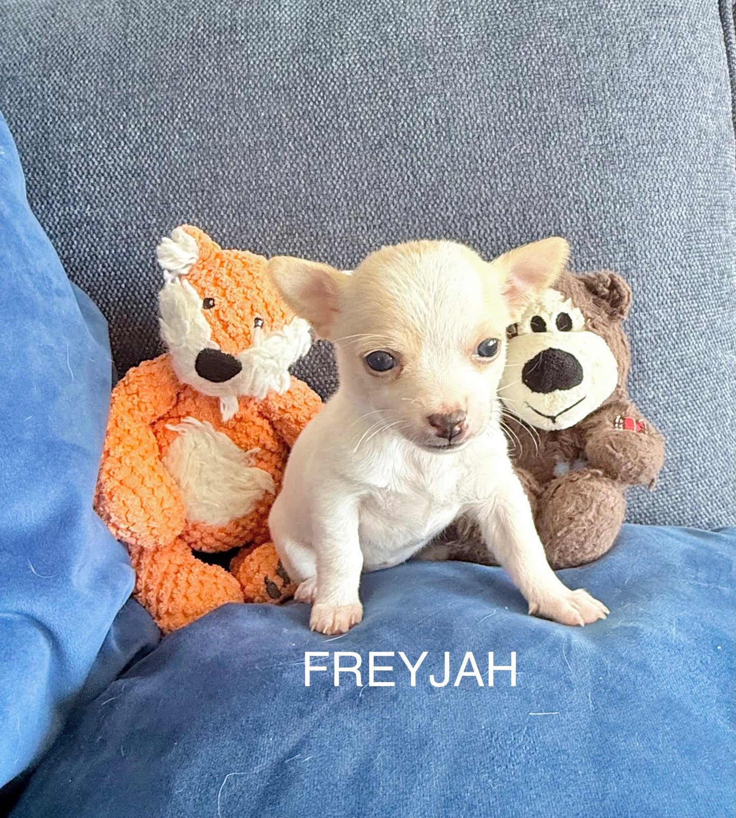 FREYJAH Short-Hair/Deer-Head (White with Cream Female) DEPOSIT