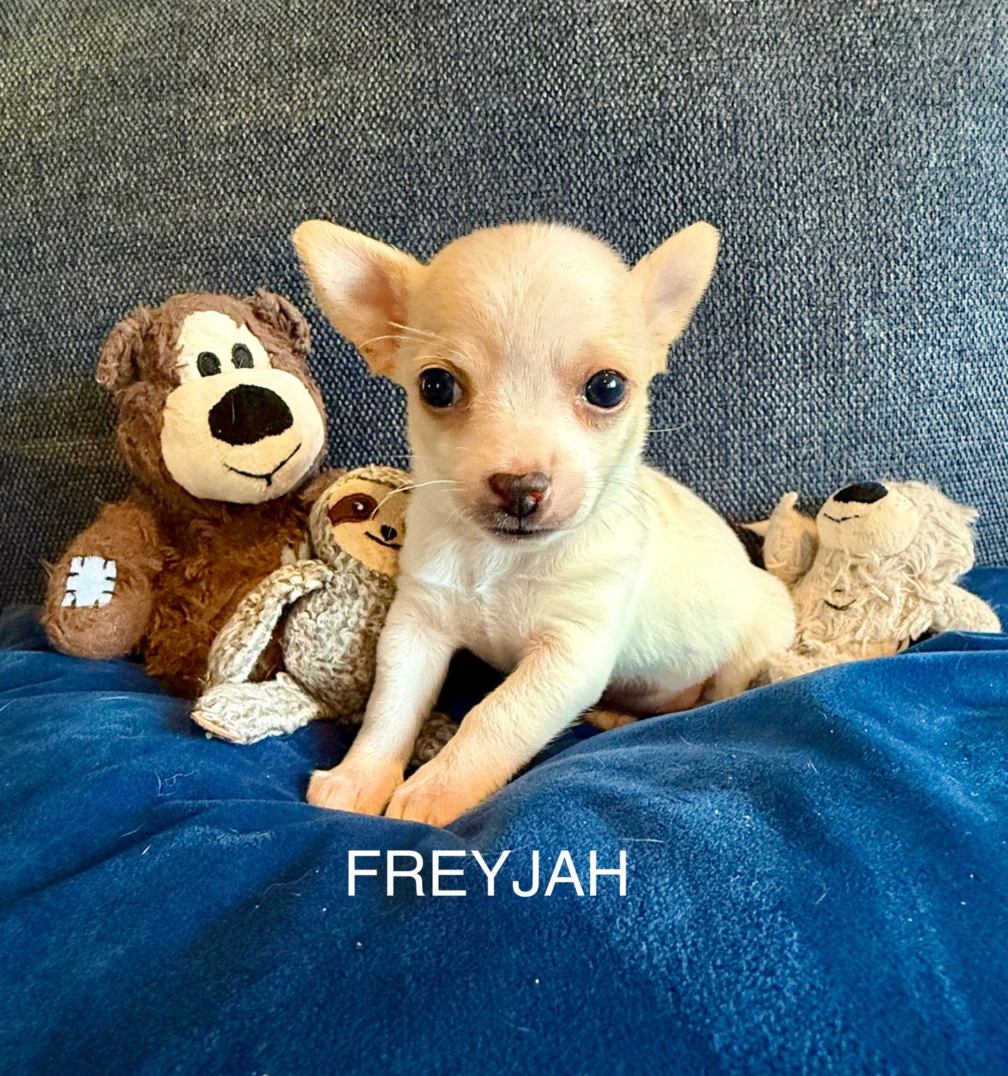 FREYJAH Short-Hair/Deer-Head (White with Cream Female) DEPOSIT