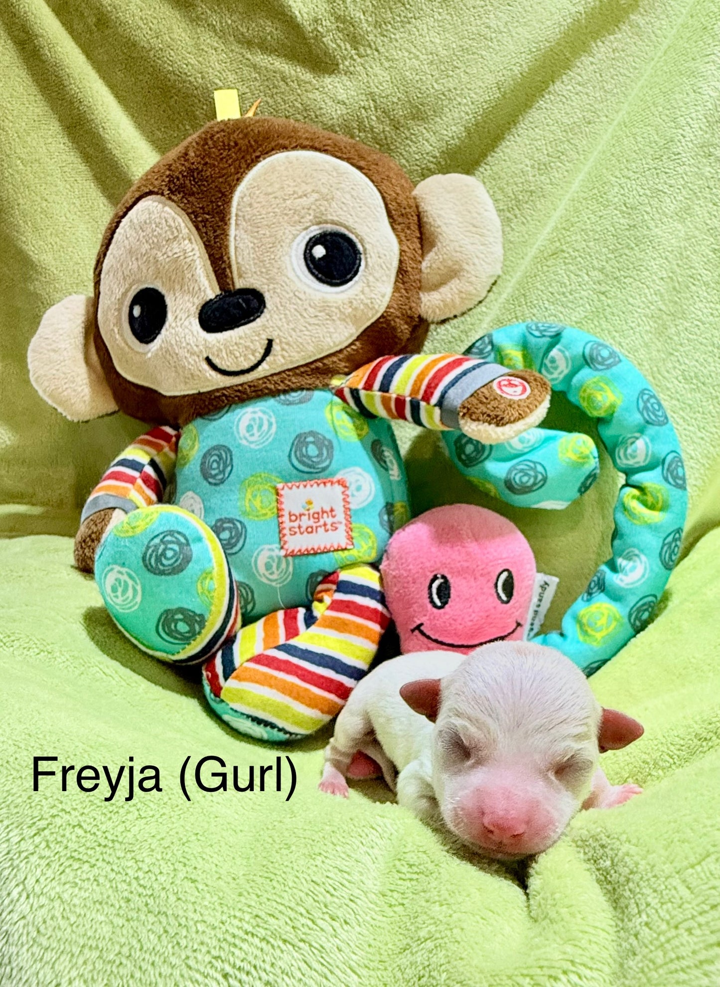 FREYJAH Short-Hair/Deer-Head (White with Cream Female) DEPOSIT