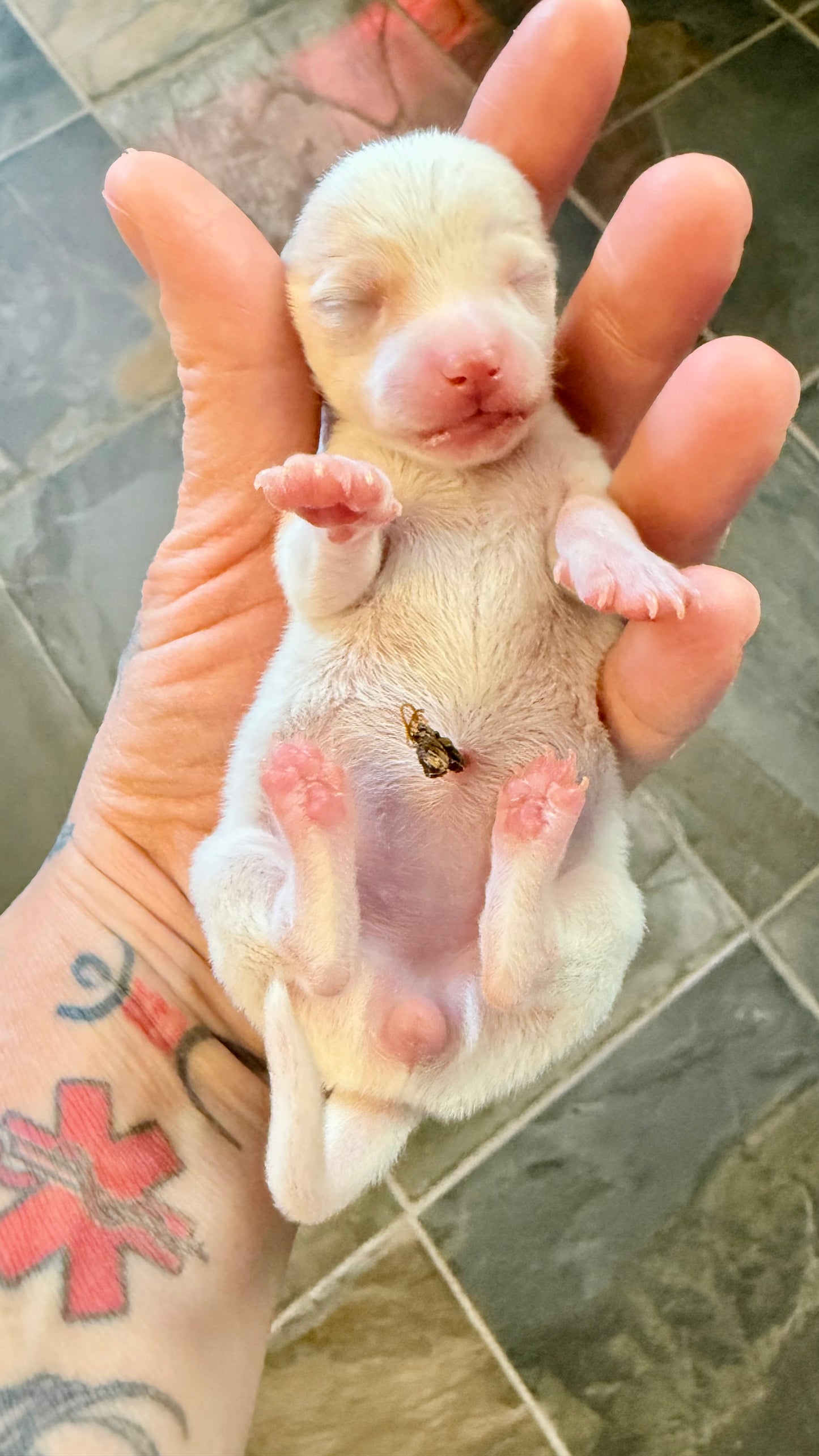FREYJAH Short-Hair/Deer-Head (White with Cream Female) DEPOSIT