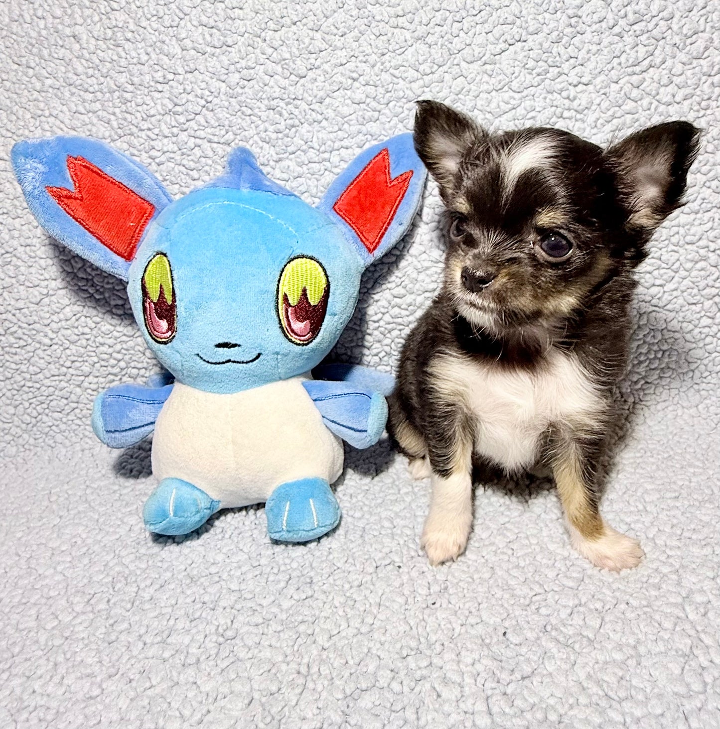 Odin Long-Hair/Apple-Head (Tri-Coloured Male) DEPOSIT