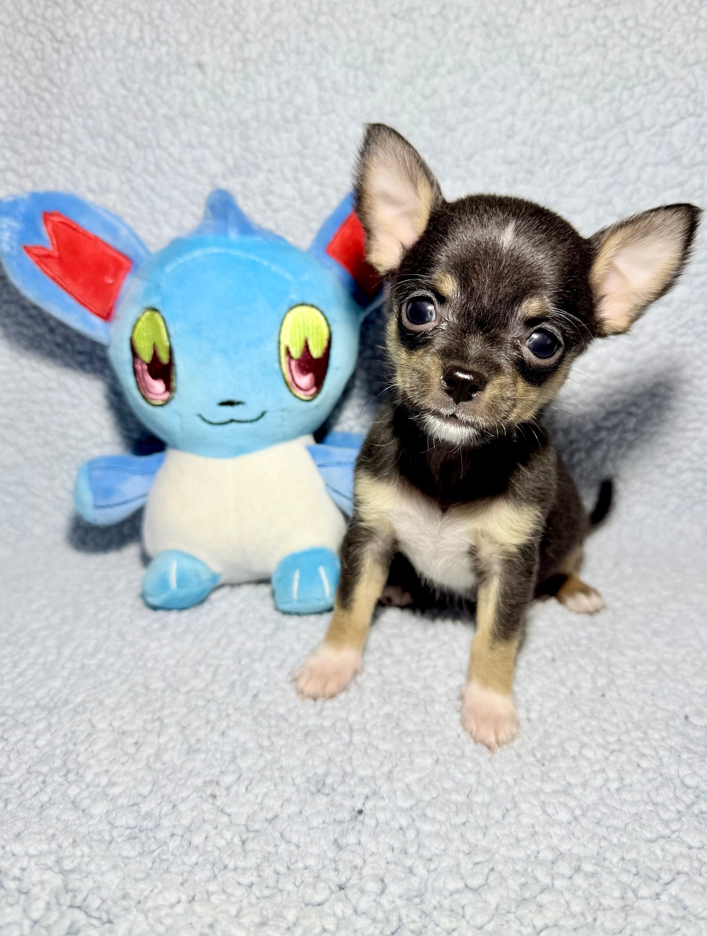 THOR (AKA KAI) Short-Hair/Apple-Head (Tri-Coloured Male) BALANCE